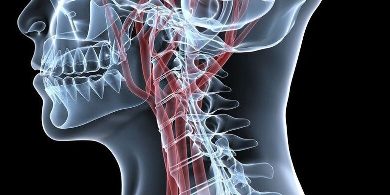 Cervical spine blood vessels